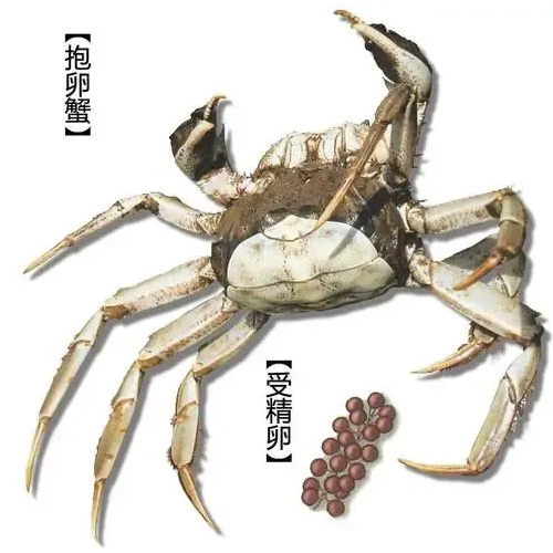 抱卵期2024410003
