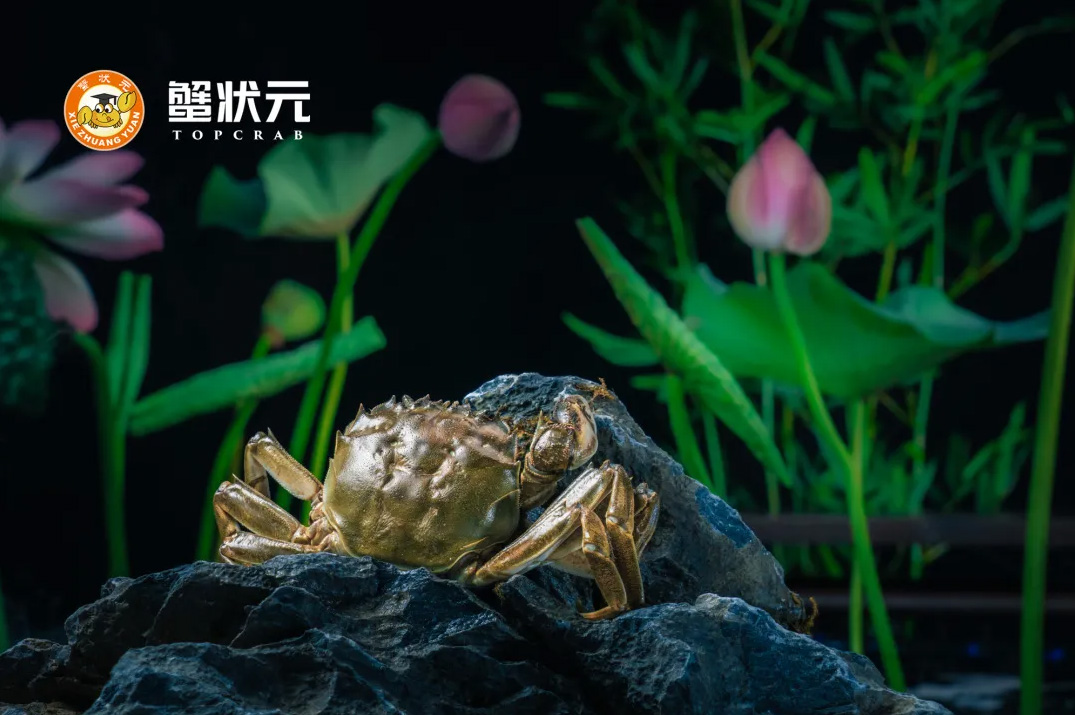 蟹状元大闸蟹20244170003