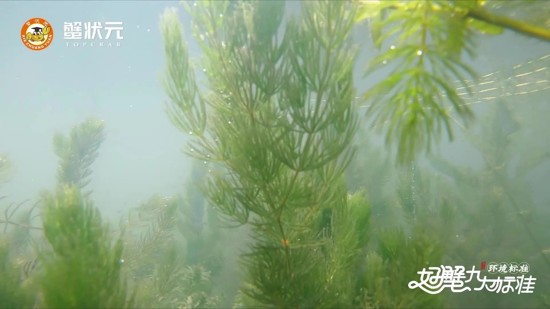 蟹状元大闸蟹养殖水草20241255 蟹状元大闸蟹养殖水草20241255